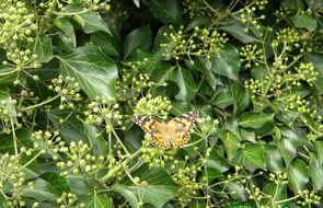 Butterfly in a botanical garden