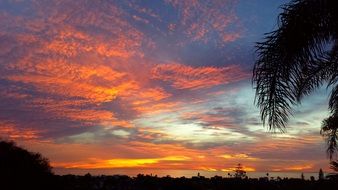 palm tree on a background of orange clouds during sunset