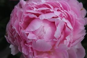 bud peony closeup