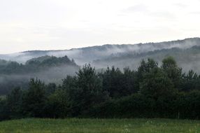 forest in the evening fog