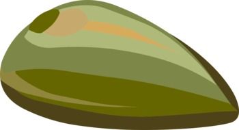 colorful nut oval seed vector drawing
