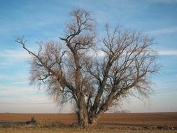 landscape of tree in countryside and cloudy sky in german