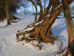 trees with big roots in a snowy landscape