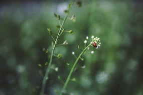 ladybug on a delicate white flower