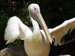 White pelican bird