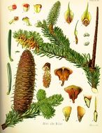 drawing of the spruce branches and cones