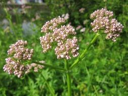 valeriana officinalis in the garden