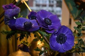 purple poppy flowers in a vase