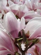 pink magnolia flowers on a branch