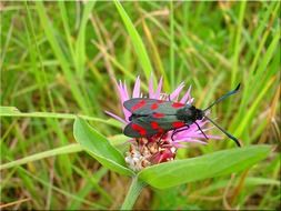 gray beetle with red spots on the wings on a flower