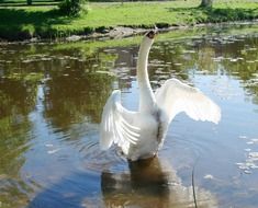 swan warning goose fly wings