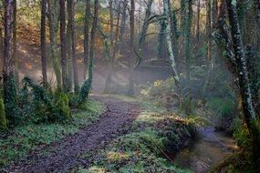 hiking trail in a foggy forest