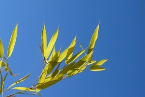 yellow sharp leaves on a branch