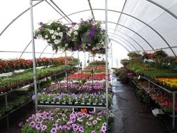 colorful potted flowers in greenhouse