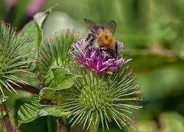 bee on the prickly flower