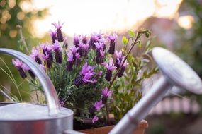 purple lavender plant in pot and watering can