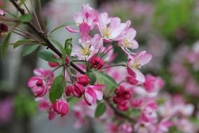 spring tree with delicate pink flowers