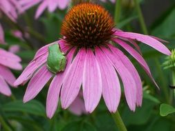 Frog on a coneflower