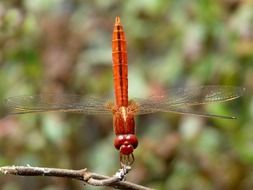 red dragonfly on a thin branch