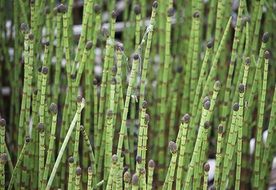 horsetail is a green plant