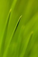abstract photo of green fresh grass