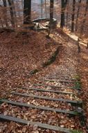 manmade downstairs in the autumn forest