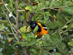 trupial among the leaves of the tree