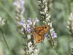 macro photo of a brown butterfly on lavender