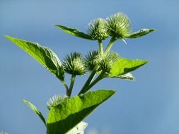 arctium, burdock twig with flower buds at sky