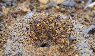 ants nest