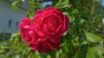 three scarlet rosebuds on a bush