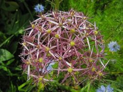 close up photo of purple round inflorescence of ornate onion