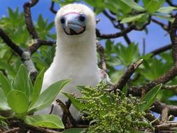 bird booby close-up