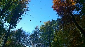 colorful autumn forest under a blue clear sky