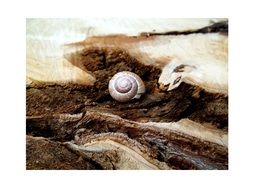 forest snail