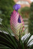 marvelous flowers on a blurred background