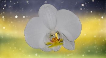 background with white orchid