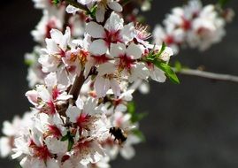 branch with spring flowering closeup