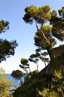 marine pine by the sea in Spain