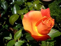 Close-up of the beautiful red, orange and yellow rose flower with green leaves