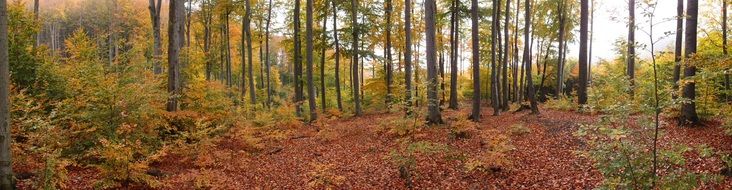 Colorful autumn forest as a picturesque landscape