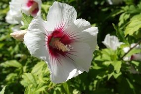 wild hibiscus flower on a blurred background