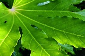 green leaf of garden tree