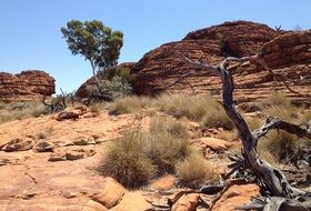 Trees of the desert in Australia