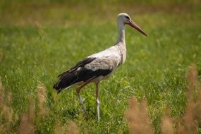 stork on a green meadow