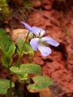 violet red clay