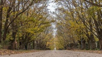 A lot of the trees in autumn