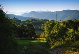 summer morning in the forest