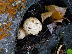 wild mushroom tree