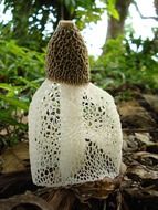 Phallus indusiatus is mushroom in the natural environment